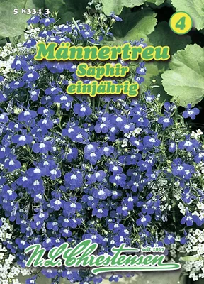 Immagine prodotto di Hängelobelie Saphir | Semi di fiori di N.L. Chrestensen