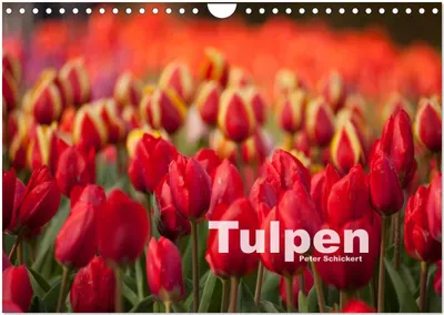Produktbild von Tulpen (Wandkalender 2026 DIN A4 quer), CALVENDO Monatskalender