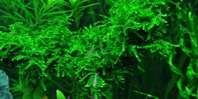 Produktbild von Weeping Moos (Vesicularia ferriei 'Weeping') 80ml