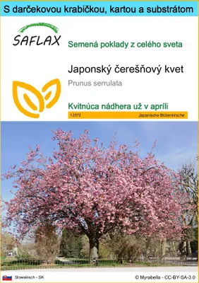 Obrázok produktu pre SAFLAX Darčeková sada - Japonský čerešňový kvet - Prunus serrulata - 30 Semená - S darčekovou krabičkou, prepravným štítkom, darčekovou kartou a pestovateľským médiom