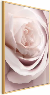 Produktbild von Posterpapier Poster - Porcelain Rose 60x90 cm Blumen b-C-0403-ao-a