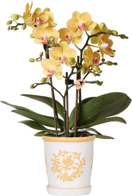 Obrázek produktu pro Orchidej Lima žlutá v dekorativním kvetináci Malaga, svetle oranžová, Ø9cm, 2