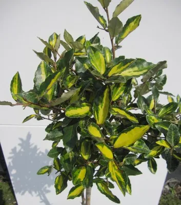 Produktbild von Hochstamm Buntlaubige Ölweide Maculata - Elaeagnus pungens - Stamm 80cm + Krone