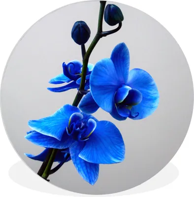 Produktbild von MuchoWow® Rundes Wandbild - Runde Bilder Blaue Orchidee Ø 60 cm Kreis Wanddekoration Kunststoff - Wandkreis - Wandschmuck - Wand Kreis - Das Schlafzimmer - Die Bilder - Wandmalerei - Kunst für das Haus - das Plastik