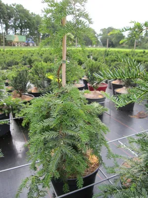 Produktbild von Taxus baccata Gracilis Pendula - Trauereibe - 60-80