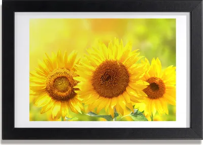 Produktbild von Bild 30x20 MDF-Rahmen, Wandkunst Sunflowers