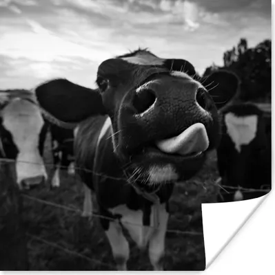 Produktbild von MuchoWow® Poster Schwarz - Weiß - Kuh - Tiere 50x50 cm - Wohnzimmerdekoration