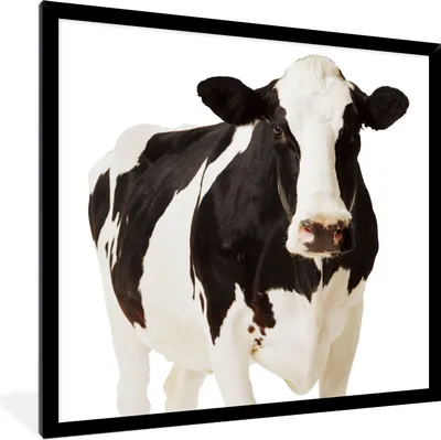 Produktbild von MuchoWow® Gerahmtes Poster Kuh - Weiß - Schwarz - Tiere 40x40 cm - Poster mit Schwarzem Bilderrahmen Wandposter Rahmen Foto Bilder - Mit Rahmen - Wanddekoration Schlafzimmer