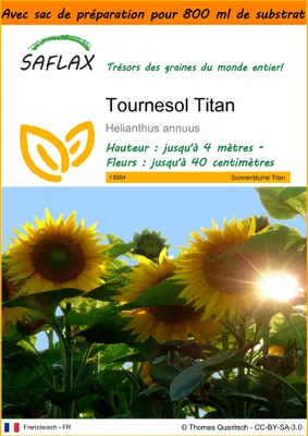 Image de SAFLAX Garden in the bag - Tournesol Titan - 20 graines - Helianthus