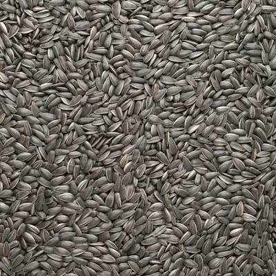 Produktbild von 25kg Sonnenblumenkerne Gestreifte Vogelfutter Ganzjahresvogelfutter Vögel 25 kg Futter für Wildvögel, Ganzjahresfutter, ideales Winterfutter