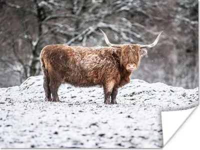 Produktbild von MuchoWow® Poster Schottischer Highlander - Baum - Schnee 160x120 cm - Foto Plakat