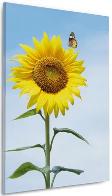 Produktbild von Wallario Premium Leinwandbild Sonnenblume mit Schmetterling in Größe 60 x 90 cm