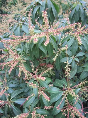 Produktbild von Pieris japonica Scarlet O-Hara - Japanische Lavendelheide - 40-60