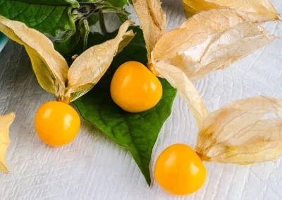 Produktbild von Physalis Kapstachelbeere - Andenbeere - 40 Samen