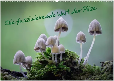 Produktbild von Die faszinierende Welt der Pilze (Wandkalender 2026 DIN A2 quer), CALVENDO Monatskalender