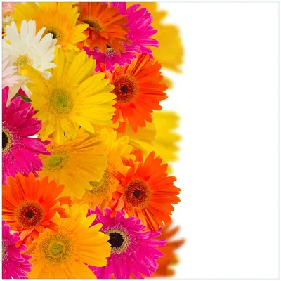 Produktbild von Wallario Premium Glasbild, freischwebende Optik, kräftige Farben, Größe 50 x 50 cm Motiv Bunte Gerberas - pinke, gelbe, rote und weiße Blüten