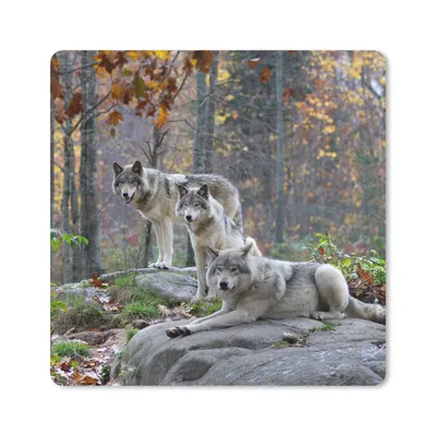 Produktbild von MuchoWow® Mauspad Mousepad Wölfe - Fels - Wald 20x20 cm - Mousepads - Maus Mat - Pad - Mausunterlage - Desk Mat - Bureauartikeln