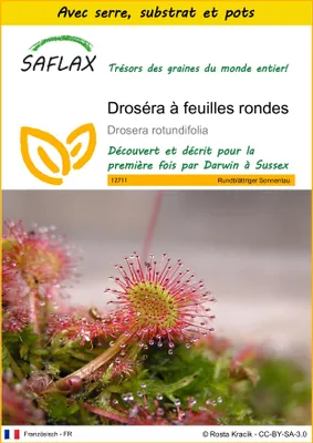 Image de SAFLAX Ensemble de culture - Droséra à feuilles rondes - 50 graines - Drosera