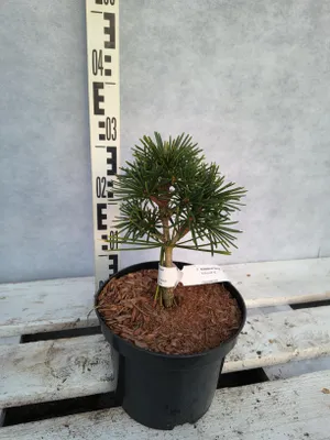 Produktbild von Sciadopitys verticillata 'Grüne Kugel' 30–40 cm Japanische Schirmtanne immergrün