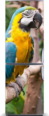 Imagen del producto de Decoración para nevera Tulup: Alfombrilla magnética, 70 cm x 190 cm. Imán para nevera con diseño de guacamayo