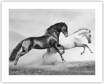 Produktbild von Poster - Poster ohne Rahmen - Pferde Tiere Galopp Wiese - 50x40 cm - Wand Bild - Wanddeko - Wandbilder - Kunstposter - Wandposter - Bilder - Kunstdruck - Wanddekoration - Wandbild - P2XAA50x40-2683