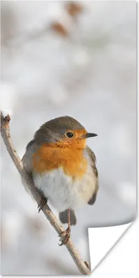 Produktbild von MuchoWow® Poster Vogel - Rotkehlchen - Winter 20x40 cm - Plakat - Foto