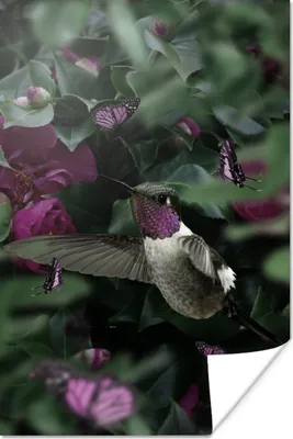 Produktbild von MuchoWow® Poster Kolibri - Lila - Rosen 20x30 cm - Papierdruck