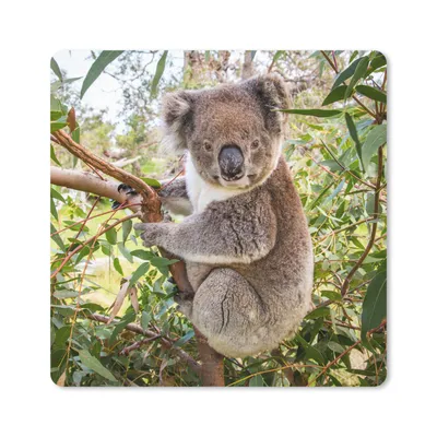 Produktbild von MuchoWow® Mauspad Mousepad Koala - Blätter - Kinder - Jungen - Mädchen 30x30 cm - Mousepads - Maus Mat - Pad - Mausunterlage - Gaming
