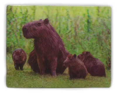 Produktbild von 3D Magnet Capybara