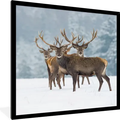 Produktbild von MuchoWow® Gerahmtes Poster Hirsche - Tiere - Schnee - Winter - Landschaft - Natur 40x40 cm - Poster mit Schwarzem Bilderrahmen Wandposter Rahmen Foto Bilder - Mit Rahmen - Wanddekoration Schlafzimmer