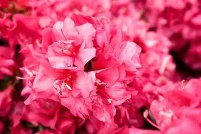 Obrázok produktu pre Azalea japonica Red - Japonská azalka 60- 80 cm - Kontajner