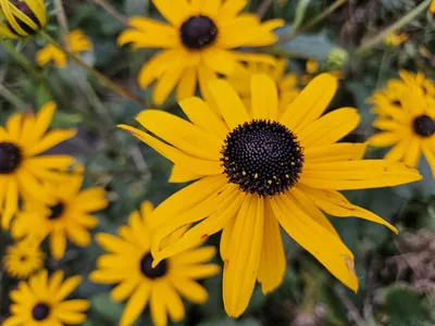 Produktbild von Rudbeckia fulgida 'Goldsturm' – 24 Pflanzen – ↕10-25cm – Ø9cm – Sonnenhut Staude – Winterhart & Pflegeleicht – Bienenfreundlich