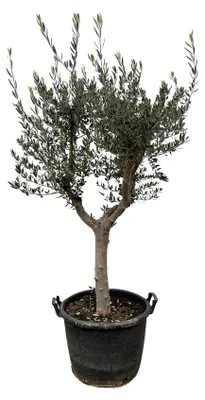Image de Olea Europaea Cultivo - 210-230cm - Ø45cm - Plante de jardin