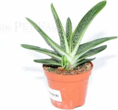 Immagine prodotto di Gasteria 'LITTLE WARTY'