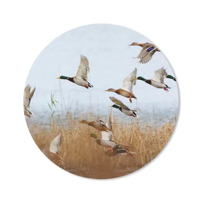 Produktbild von MuchoWow® Mauspad Mousepad Ente - Vogel - Schilf - Wasser - Enten 20x20 cm - Mousepads - Maus Mat - Pad - Mausunterlage - Schreibtischmatte