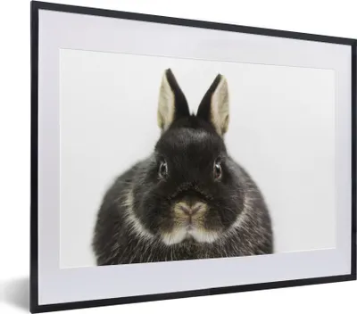Produktbild von MuchoWow® MuchoWow® Gerahmtes Poster Kaninchen - Haustiere - Fell 40x30 cm - Poster mit zchwarzem Bilderrahmen - Bilderrahmen - Poster im Rahmen