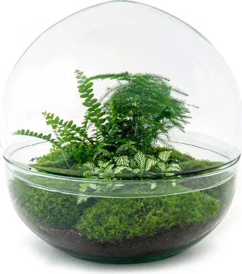 Produktbild von Urbanjngl Flaschengarten Dome XL - 30 cm