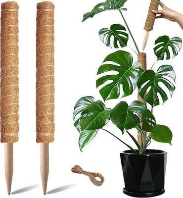 Zdjęcie produktu dla Tylki do roślin – 2 sztuki – 50 cm – do monstery, potosu, figowca – z żywicy syntetycznej