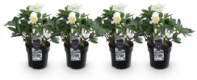 Image de Green boutiQ - Tuinplant - Kerstroos - Helleborus Christmas Carol - Witte Bloem - 4 Planten - Groenblijvend - Pot 10,5cm Hoogte 25cm
