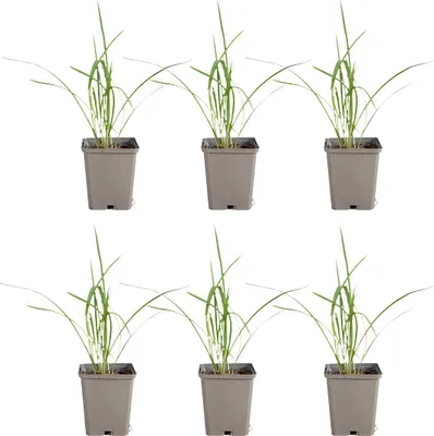 Produktbild von 6x Hemerocallis Stella de Oro P9 H20