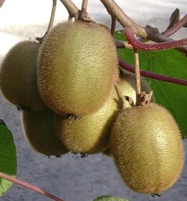 Produktbild von Großfrüchtige Kiwi ´SOLISSIMO´ 70-80 cm, Cont. 3 l, Pflanze mit Rankhilfen