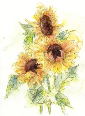 Produktbild von Komar Fototapete Sonnenblume Gelb und Grün - 611616 - 200 x 250 cm