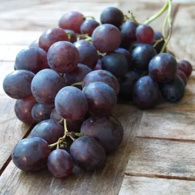 Produktbild von Kyoho - Weinrebe blaue Pflaumentraube
