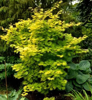 Produktbild von Japanischer Ahorn ´JORDAN®´ 40-50 cm, Cont. 3 l