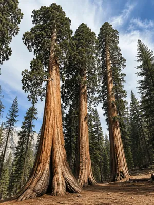Produktbild von SaatPilot Sequoiadendron giganteum 100 Samen Riesenmammutbaum