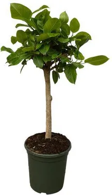 Obrázek produktu pro Ficus Altissima variegata – fíkovník – pokojová rostlina – výška 150 cm – Ø33 cm – dekorativní zelená rostlina s pestrobarevnými listy do obývacího pokoje, kanceláře a zimní zahrady