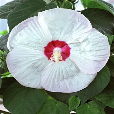 Produktbild von Blütenstaude Zierpflanze für den Garten Sumpfhibiskus Luna White 1 St.