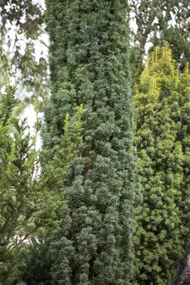 A close-up view of several evergreen trees, with a prominent columnar tree in the center.