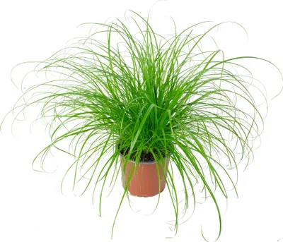 Produktbild von Echtes Katzengras - pflegeleichte Zimmerpflanze, Cyperus alternifolius 'Zumula' - Höhe ca. 30 cm, Topf-Ø 12 cm