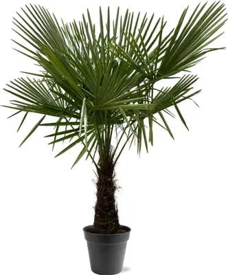 Immagine prodotto di Palma cinese da canapa (Trachycarpus fortunei), 30 cm, vaso, altezza 160-180 cm